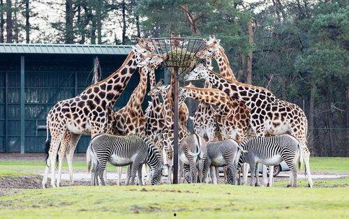 动物园,动物园里的生态奇观与趣味互动